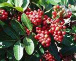 rt-Brazilian-Peppertree-Bulk.jpg