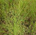 rt-Canchalagua-Bulk.jpg
