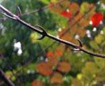 rt-Cats-Claw-Bulk.jpg
