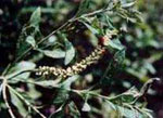 rt-Cha-De-Bugre-Bulk.jpg