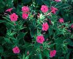 rt-Clavillia-Bulk.jpg