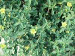 rt-Damiana-Bulk.jpg