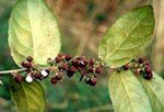 rt-Guacatonga-Bulk.jpg
