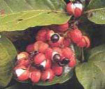 rt-Guarana-Bulk.jpg