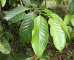 rt-Huacapu-Bulk.jpg