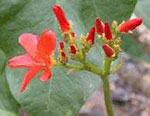 rt-Huanarpo-Macho-Blk.jpg