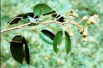 rt-Jatoba-Bulk.jpg