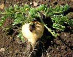 rt-Maca-Bulk.jpg